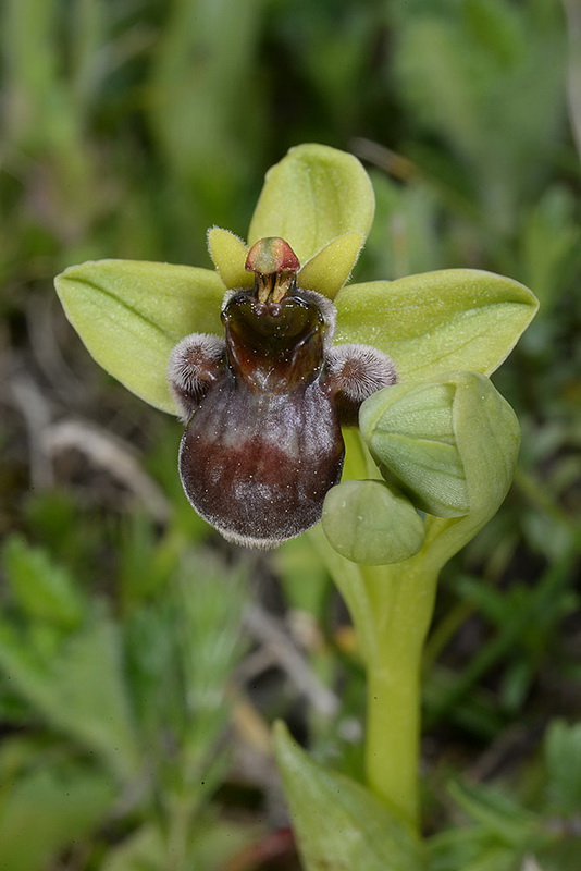 Bumble-Bee Orchid