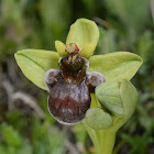 Bumble-Bee Orchid