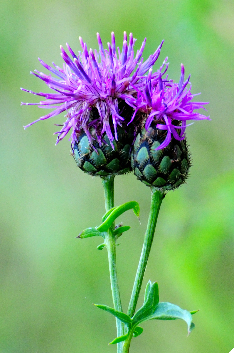 Greater Knapweed; Centaurea mayor