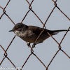 Sardinian Warbler; Curruca Cabicinegra