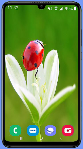 Ladybug Wallpaper Best HD