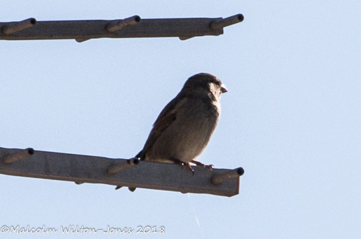 Tree Sparrow; Gorrión Molinero