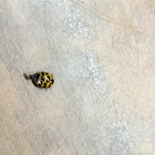 Harlequin Ladybug