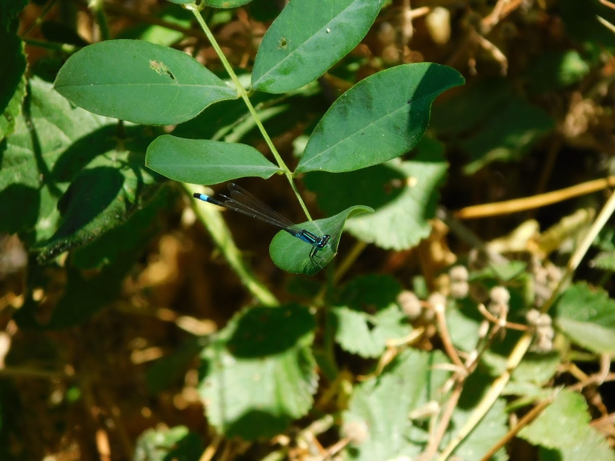 Blue-tailed Damselfly