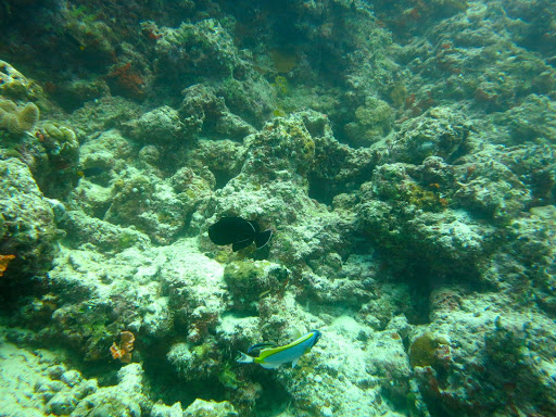 Underwater in The Maldives 2014