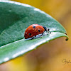 Ladybird (Seven-spot)