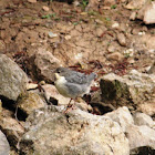 White-throated dipper juvenile