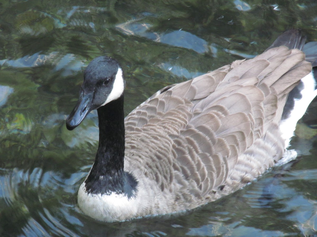 Canada Goose