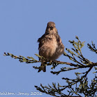 Linnet; Pardillo Común