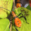 Assassin Bug