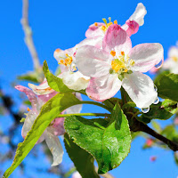 Colori e riflessi di primavera di 