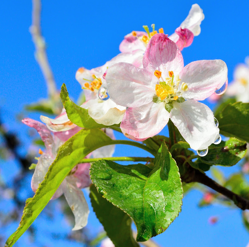 Colori e riflessi di primavera di TITTA54