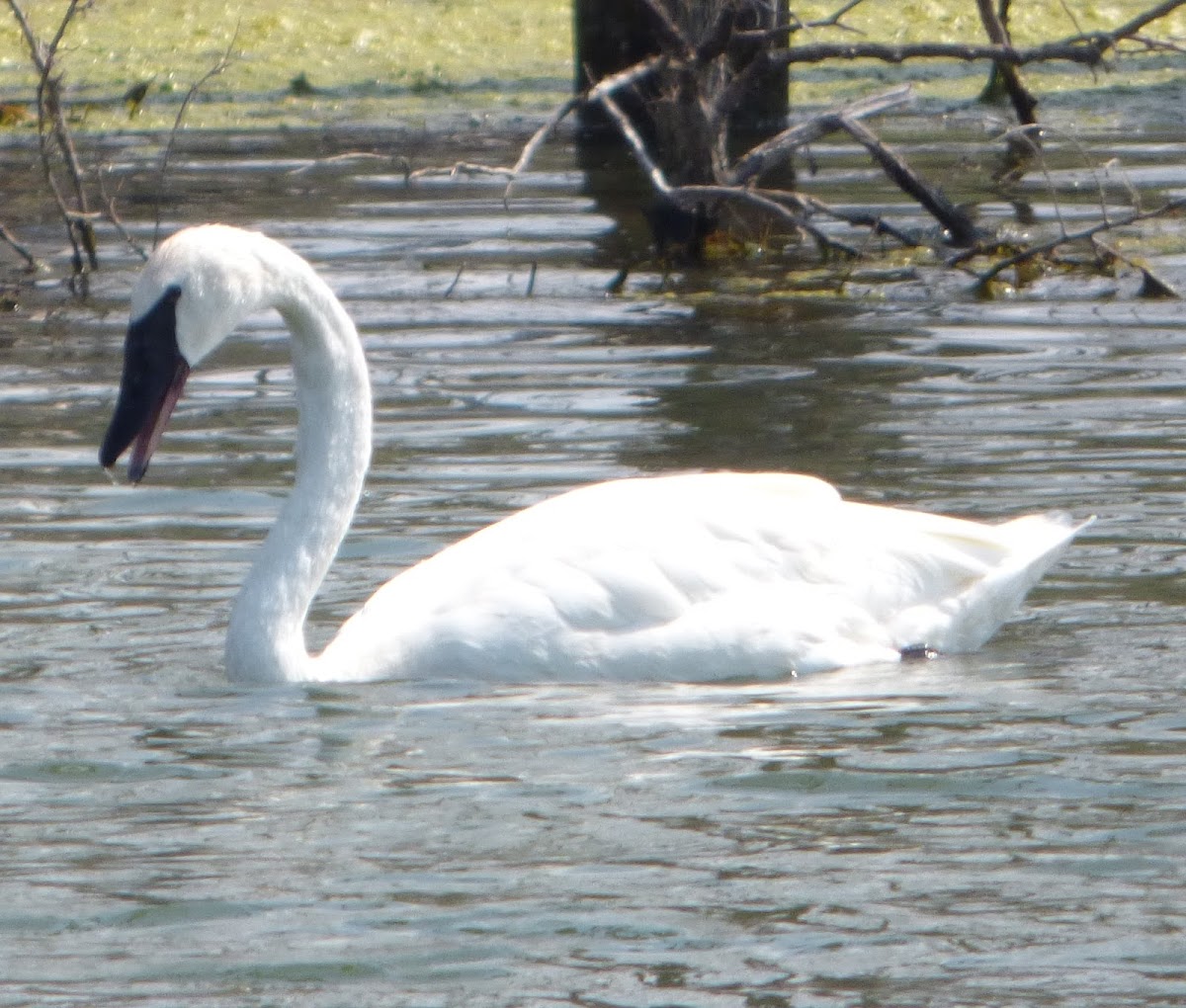 Trumpeter Swan