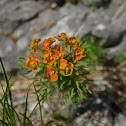 Cypress spurge