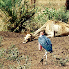 Marabou Stork