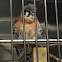 American Kestrel