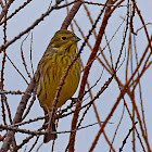 Yellowhammer