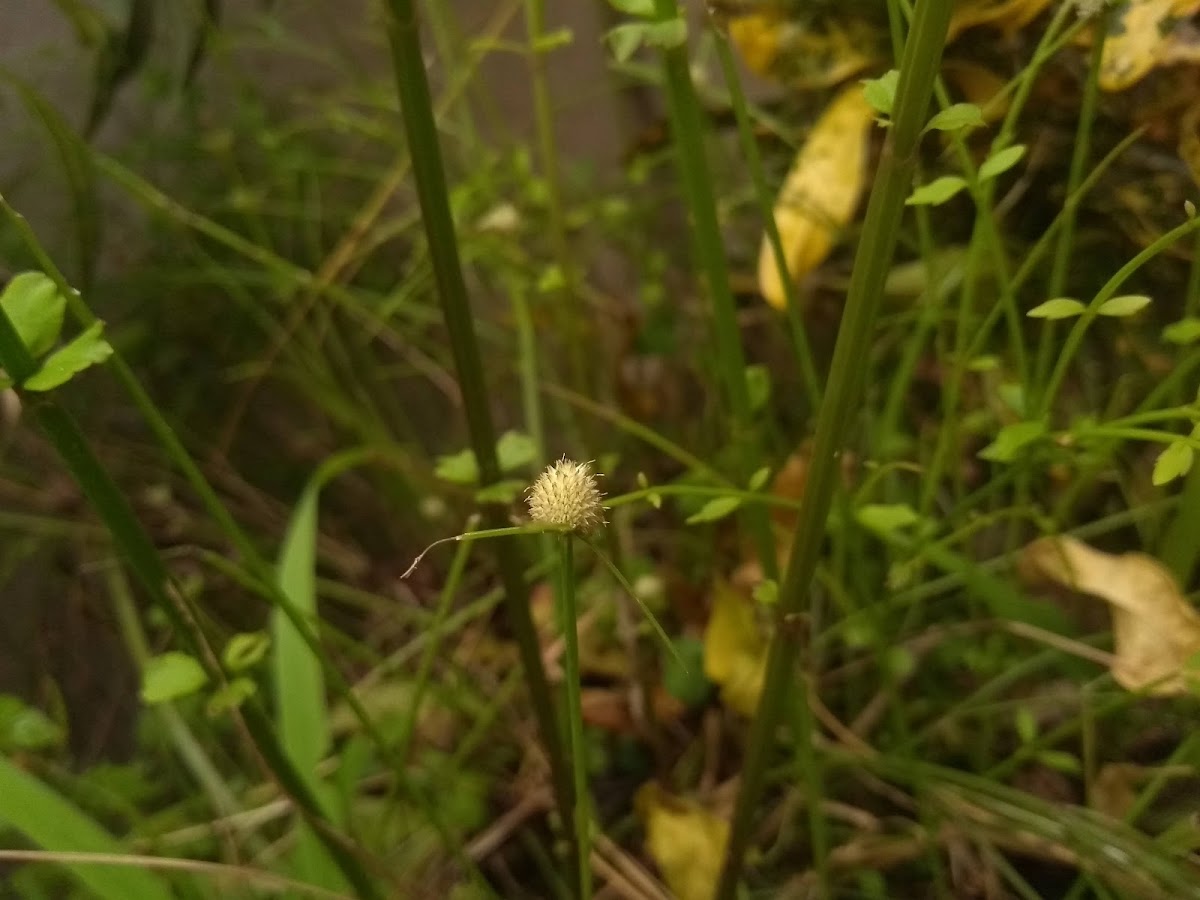 kyllinga brevifolia