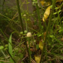 kyllinga brevifolia