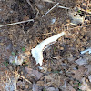 Deer jaw