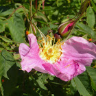 Nootka Rose