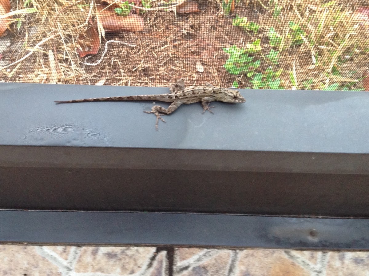 Cuban Brown Anole