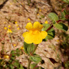 Common Monkeyflower