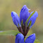 Clustered Gentian