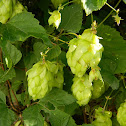 Common hop, Λυκίσκος