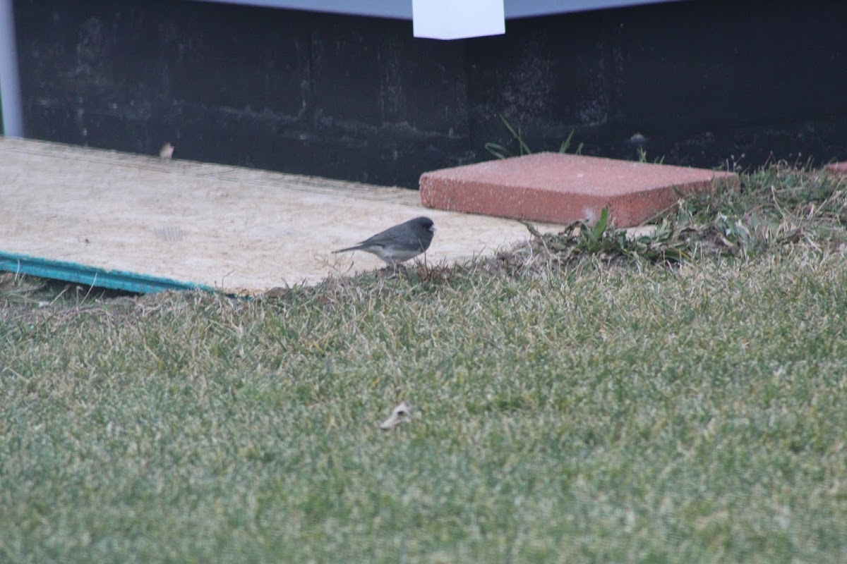 Slate colored junco