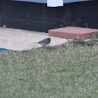 Slate colored junco