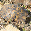 Mediterranean Spur-thighed Tortoise