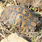 Mediterranean Spur-thighed Tortoise