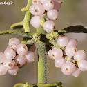 American mistletoe