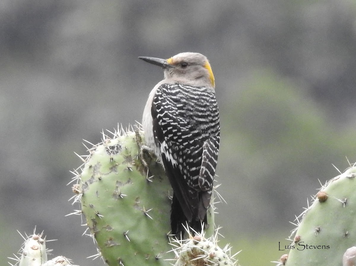 Golden-fronted Woodpecker