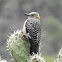 Golden-fronted Woodpecker