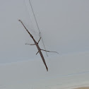 Giant Texas Walking Stick