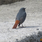 Plumbeous Water Redstart (male)