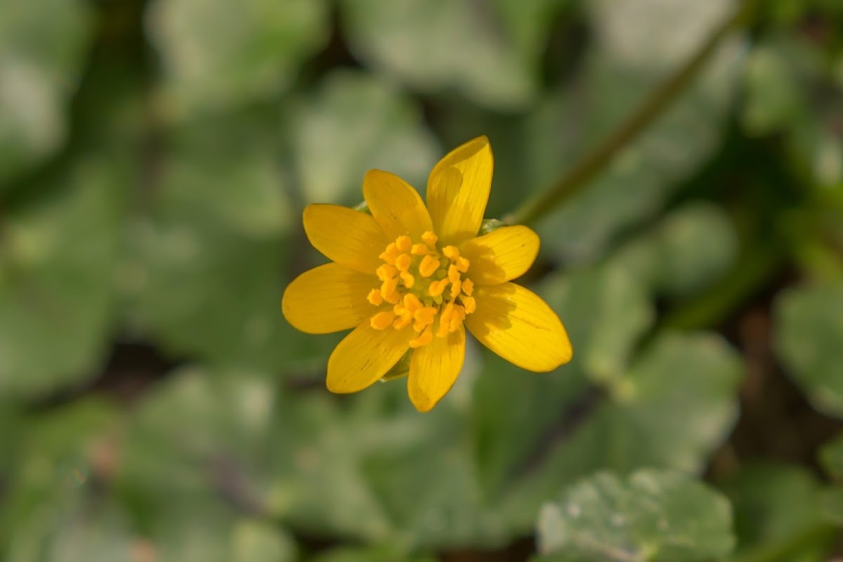 Lesser Celandine