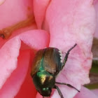 Japanese Beetle