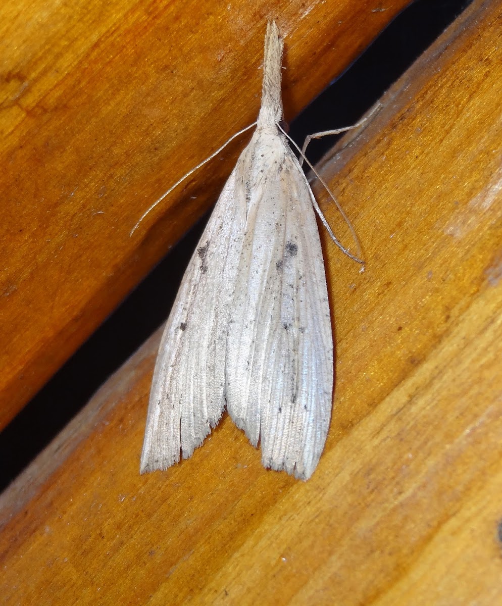 Moth with pointed snout