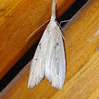 Moth with pointed snout