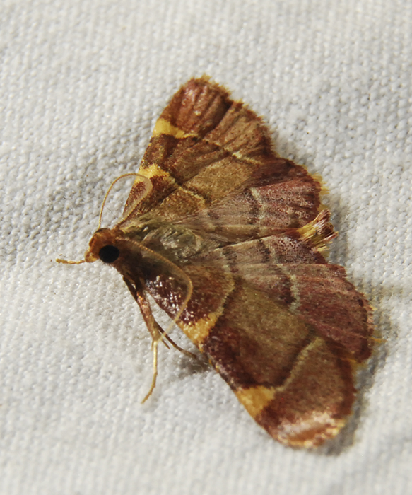 Yellow-fringed Dolichomia Moth