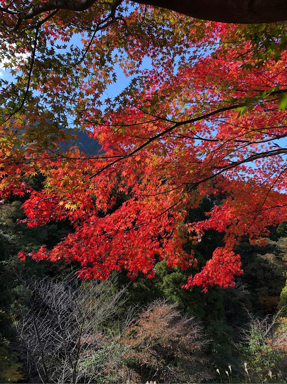 BRZの英彦山紅葉・86BRZ・平日でも人多め・散り始めたもみじ🍁もあり・英彦山　高住神社に関するカスタム事例の投稿画像5枚目