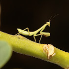 Giant Asian Mantis nymphs