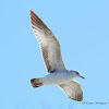 Ring-billed Gull