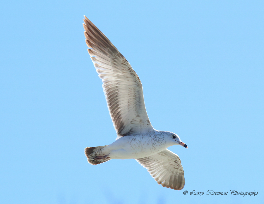 Ring-billed Gull