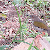 Green-backed Camaroptera