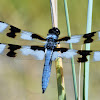 Eight-spotted skimmer (male)