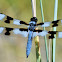 Eight-spotted skimmer (male)